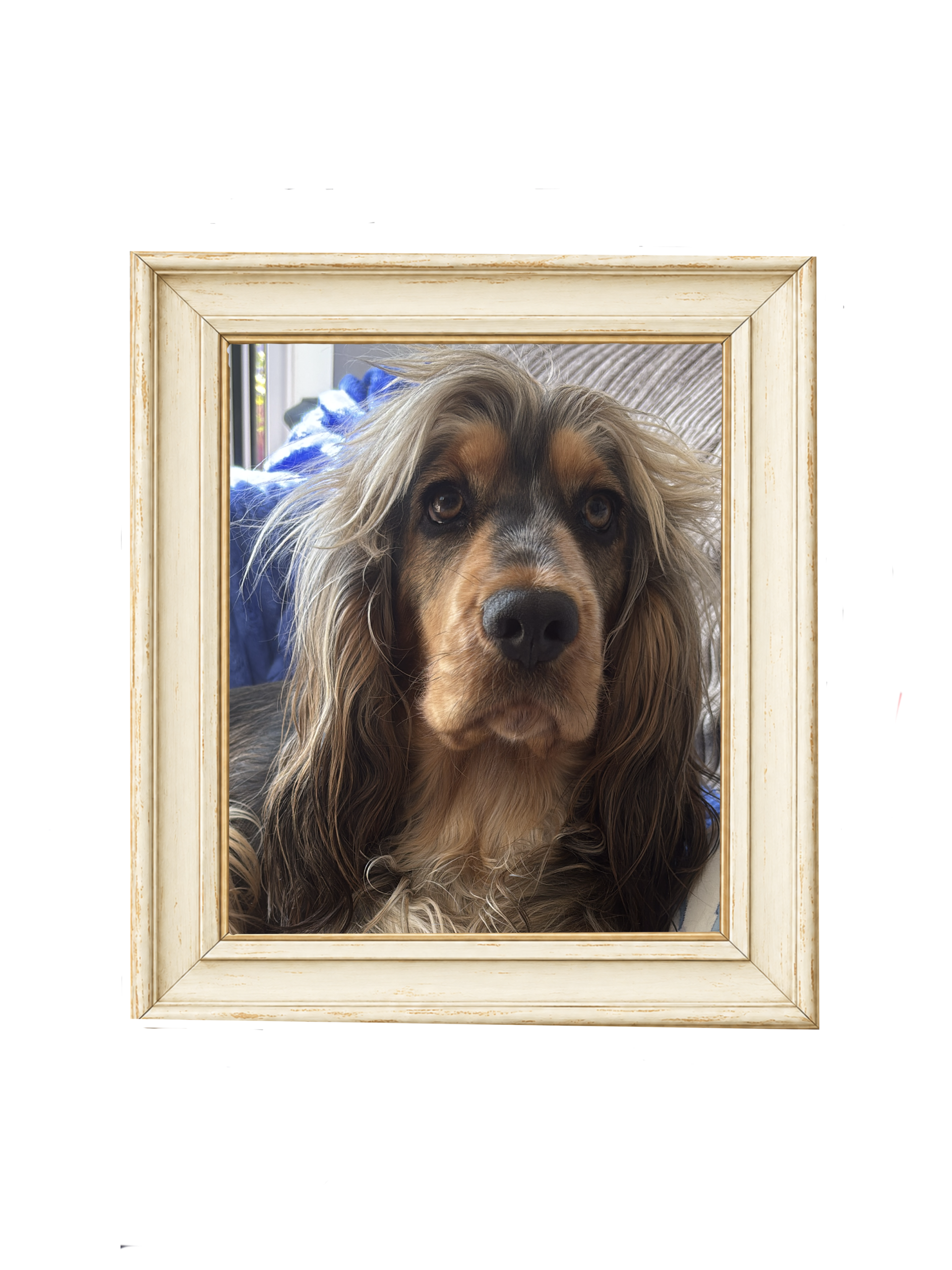 Hope the English Cocker Spaniel